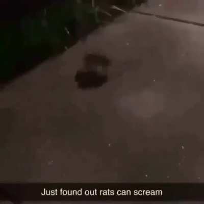 Rat scream