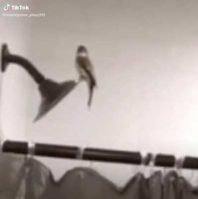 Burd