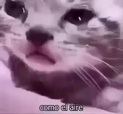 Me when I accidentally kill my staff from the cash factory by shooting at the car too much because of shit aim