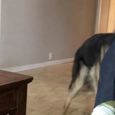 My dog can be scary