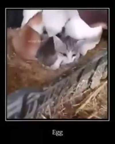 egg🥚