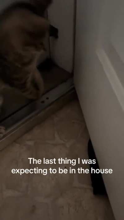Kitty found something 