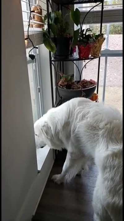Doggo very excited to see my sister on Thanksgiving