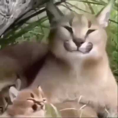 cute