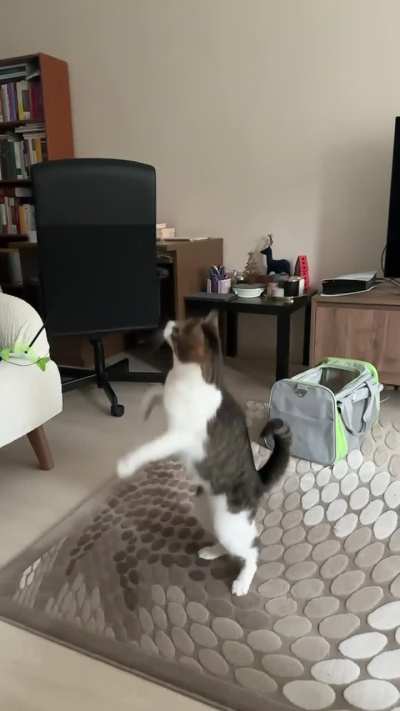 My cat being a cat