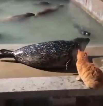 Calla foca