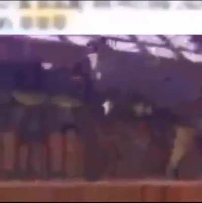 Leaked Video of the Persona 5: Dancing in Starlight - Switch Port