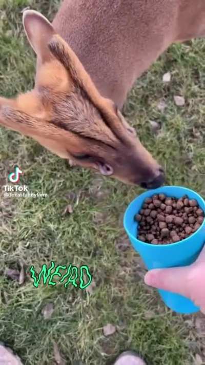 Muntjac deer