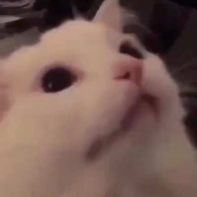 bruh