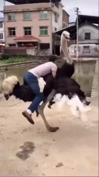 Have you ever tried it? This ostrich is very aggressive 😇