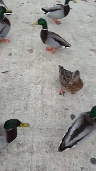 The quackening