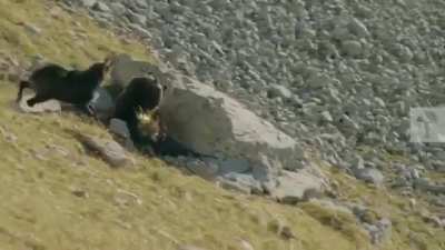 🔥 Mountain goat, on the verge of losing it's final fight against an eagle, throws itself down the mountain in a last-ditch attempt to live.