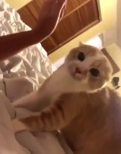 Owner with a new face
