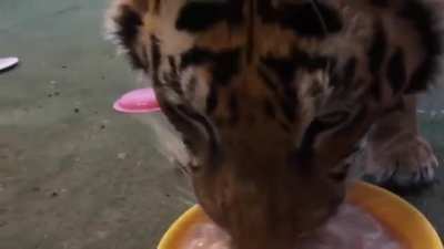 this guy calling his cat to eat