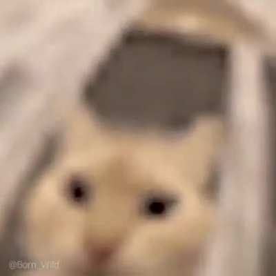 Ravenholm cat