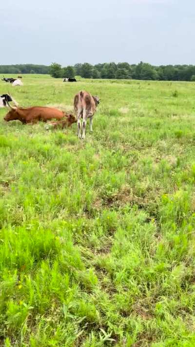 For the poster asking how cows are up close