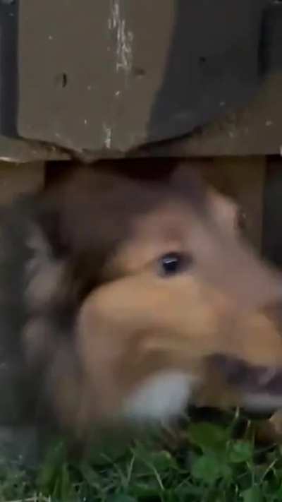 Beagle breaks up a fight