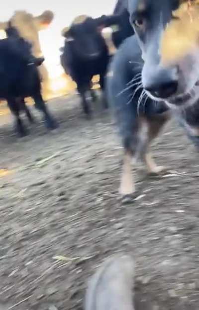 Dog protecting his owner from the herd while his taking a nap.