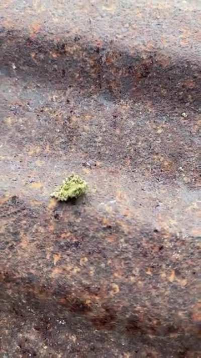 NC