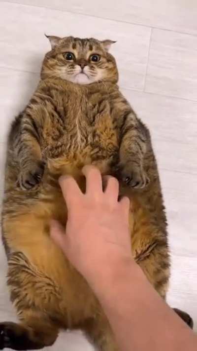 Massive Fluffy Unit gets a belly rub