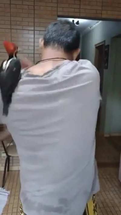 SneakyBirb