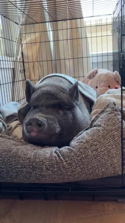 Squish