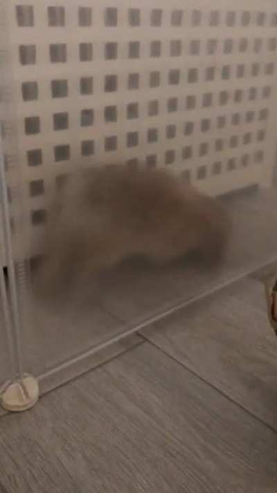 Trying to litter box train him by confining his space only at night but his cuteness level is making it difficult