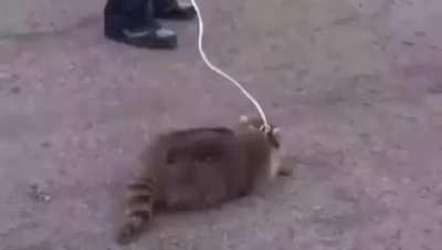 Raccoons are the best periodt
