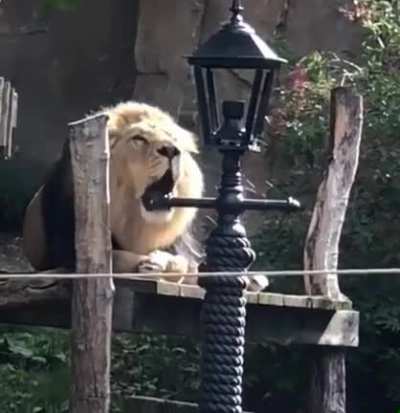 a lion and a man have a roar off.