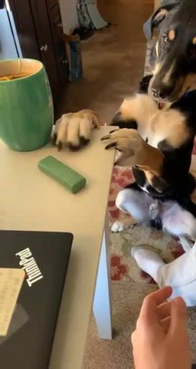 Murphy’s real sick of this work from home shit