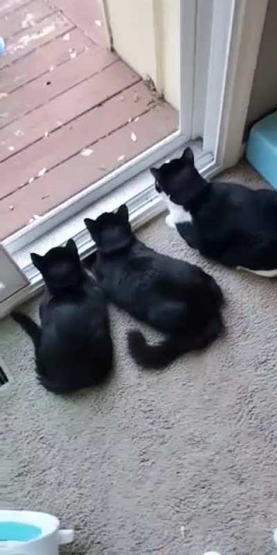 Unison activation sound from my 4 month old kittens Mordecai & Rigby.