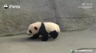 A panda a day keeps the sorrow away