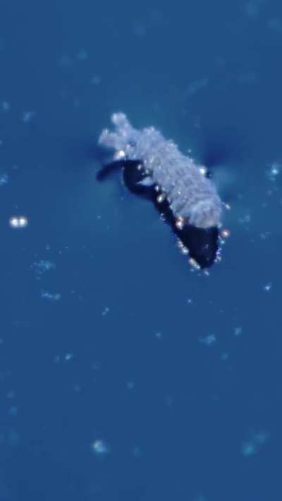 Have you ever seen the Space Collembola ?