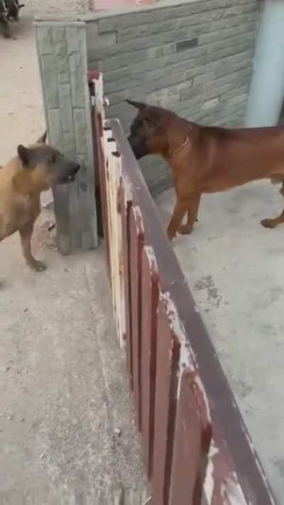 Fence magic