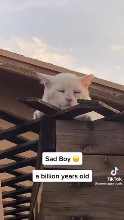 Not cat shaped is, my favorite