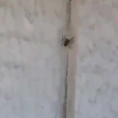 Trying to identify this spider dance