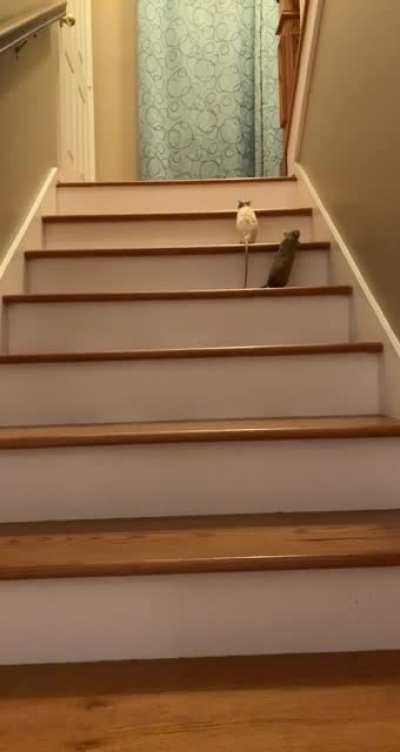 my rats climbing stairs