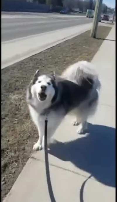 Husky imitating ambulance