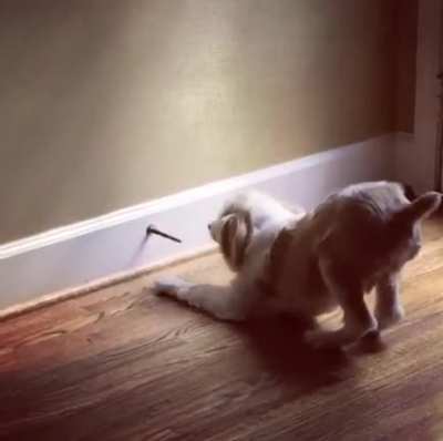 My doggy loves the door stopper