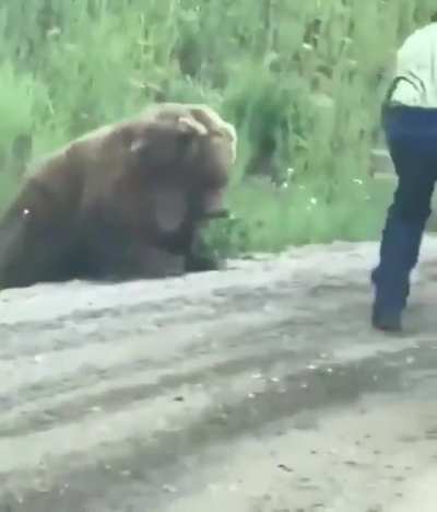 An injured bear.