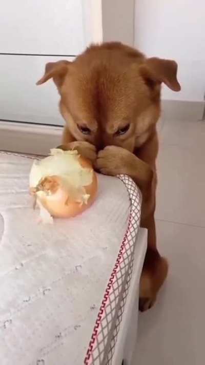 Лук