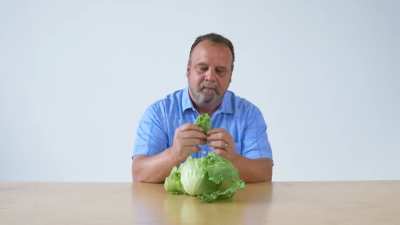 lettucing