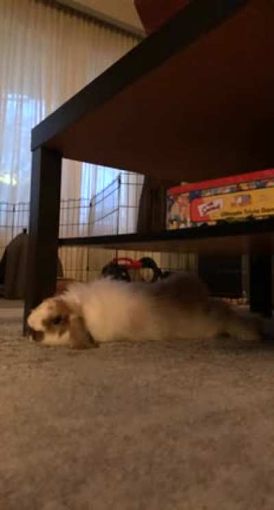My boyfriend plays drums in the (soundproofed) room below , sully loves the vibrations & is often sound fully flopped right here 😍