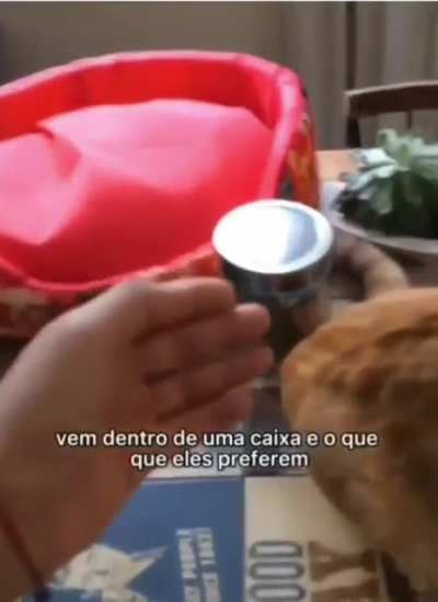 Gato sendo gato