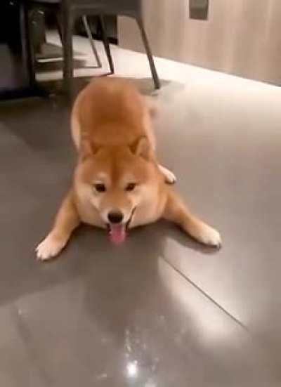 Much Excite So Wow