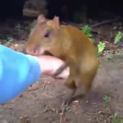 Maior que o meu