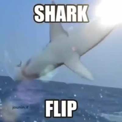 Shark flip