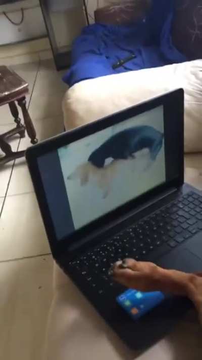 dog se deu mal