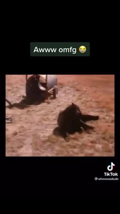 A bears ferocity