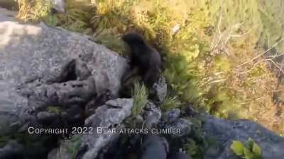 Mountain climber fighting off wild bear